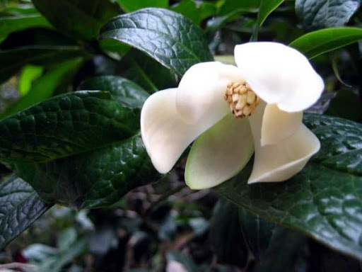 Cây Dạ hợp. Magnolia coco - Cây Thuốc Nam Quanh Ta